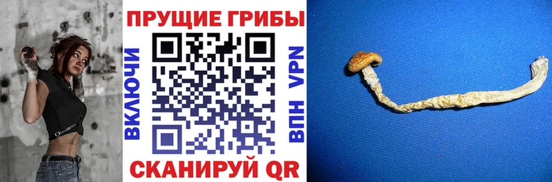 МЕГА онион  Новоузенск  Галлюциногенные грибы мицелий 